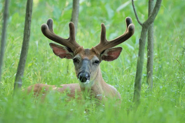 Whitetail Deer Buck — Stock Photo, Image