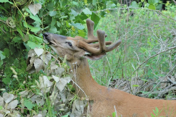 Whitetail 鹿バック — ストック写真