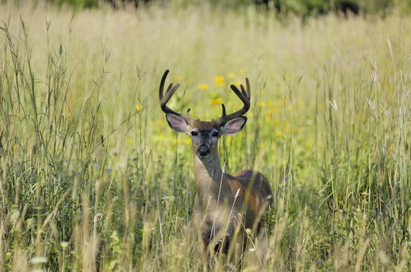 stock image Whitetail Deer Buck