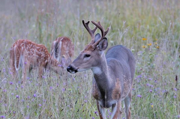 Whitetail jelenie buck i mizdrzy — Zdjęcie stockowe
