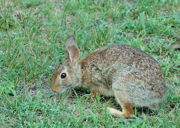 兔 — 图库照片