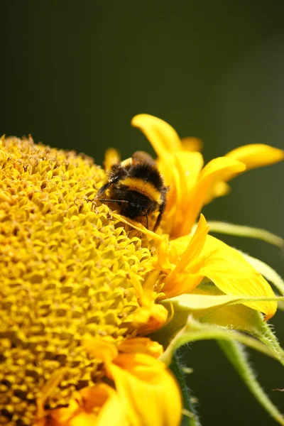 Honey bee on a sunflower — Stock Photo, Image