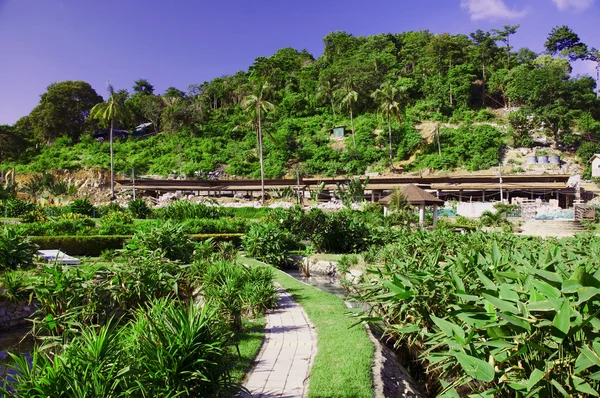 Tropikalny ogród na phi phi, Tajlandia — Zdjęcie stockowe