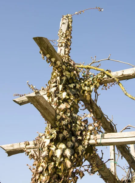 Ivy klättring gamla staket — Stockfoto