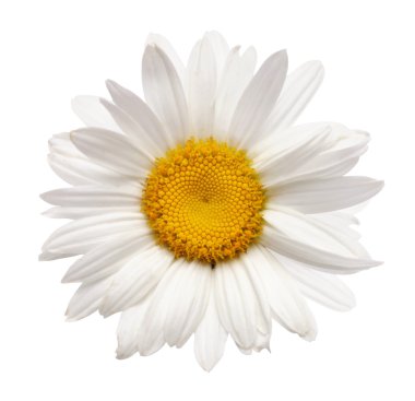 Chamomile flower isolated on white clipart