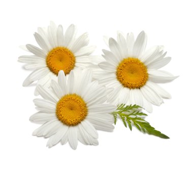 Chamomile flower isolated clipart