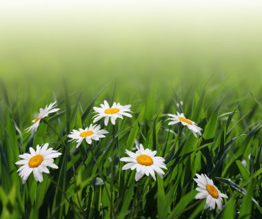 Chamomile flower in grass