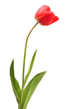 Red tulip clipart