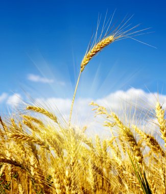 Yellow wheat field under blue sky clipart