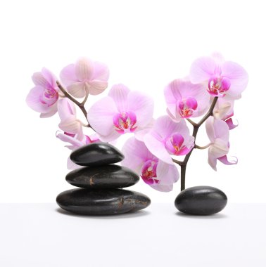 Orchid flower with stone clipart