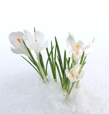 Snowdrop clipart