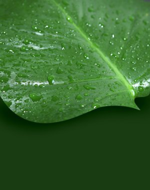 Su damlalı yeşil yaprak