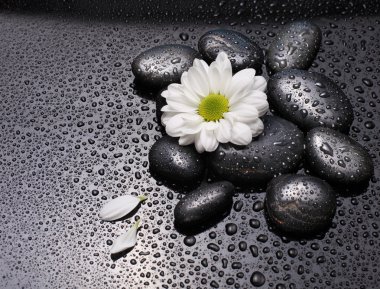 Black stones and white camomile clipart