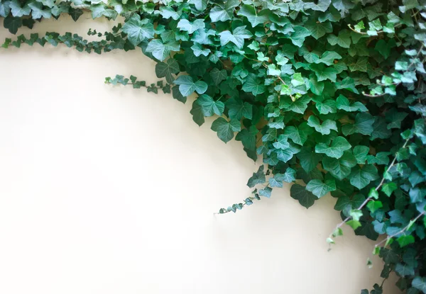 벽에 잎 — 스톡 사진