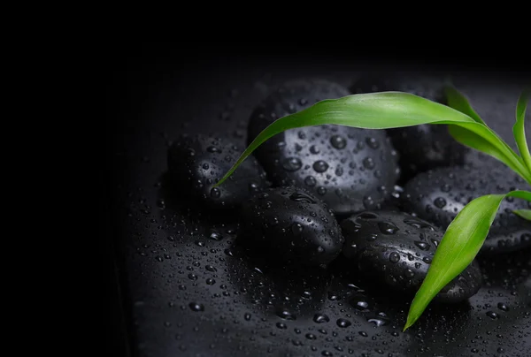 Зеленый лист и черные камни — стоковое фото