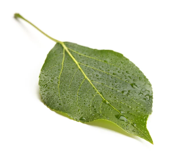 Капли зеленого листа и воды — стоковое фото