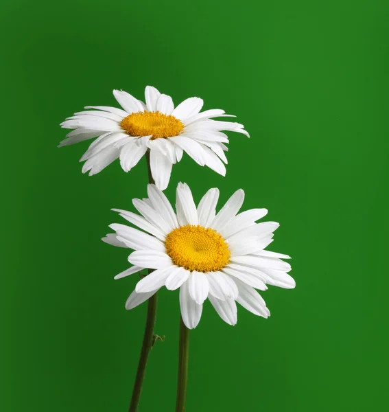 Kamille bloem op groen — Stockfoto