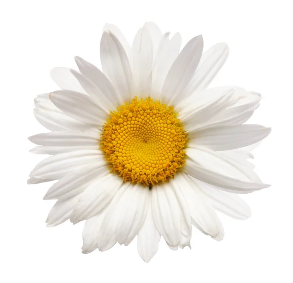 Flor de camomila isolada sobre branco — Fotografia de Stock