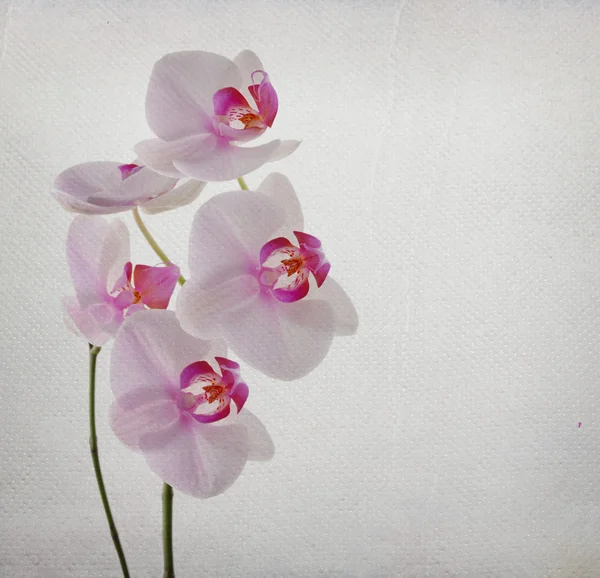 Cartão vintage com flor de orquídea — Fotografia de Stock