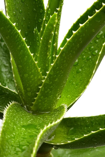 Aloe vera — Fotografia de Stock