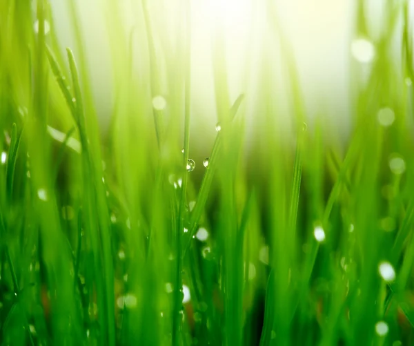 М'який зелений фон трави — стокове фото
