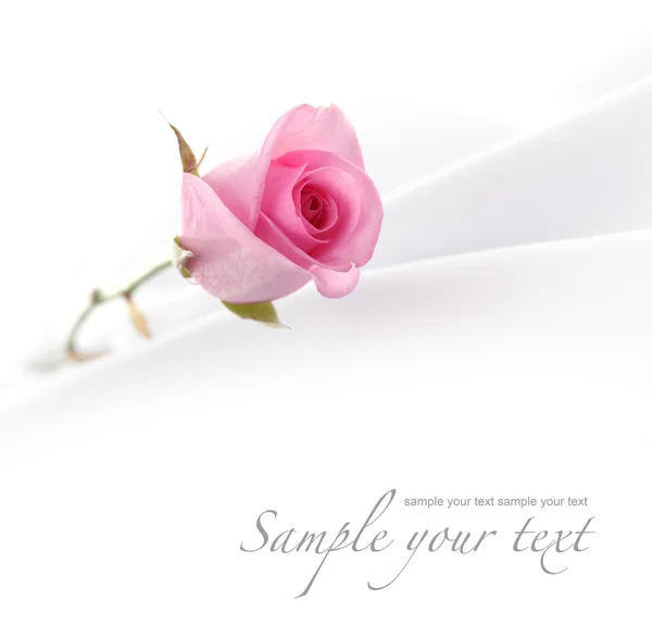 Růže bílé hedvábí — Stock fotografie
