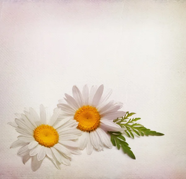カモミールの花と織り目加工のカード — ストック写真
