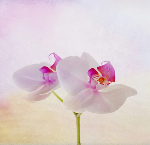 Orchidea kwiat — Zdjęcie stockowe