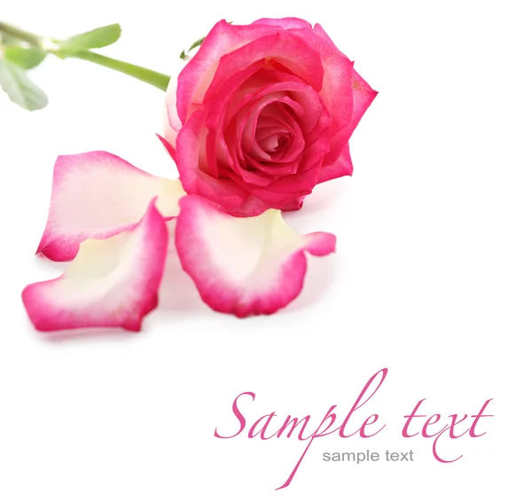 Cartão com rosa — Fotografia de Stock