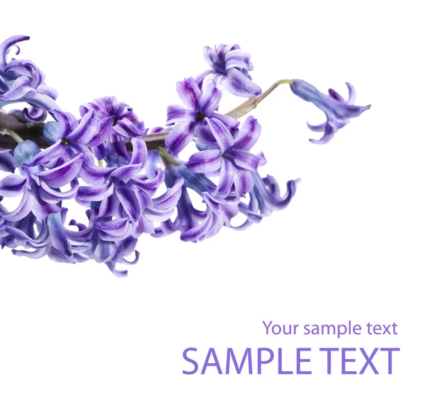 Ramita de flores lila violeta aislada en blanco — Foto de Stock