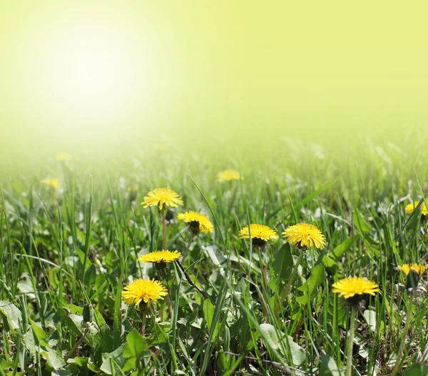 Dandelion in green grass — Stock Photo, Image