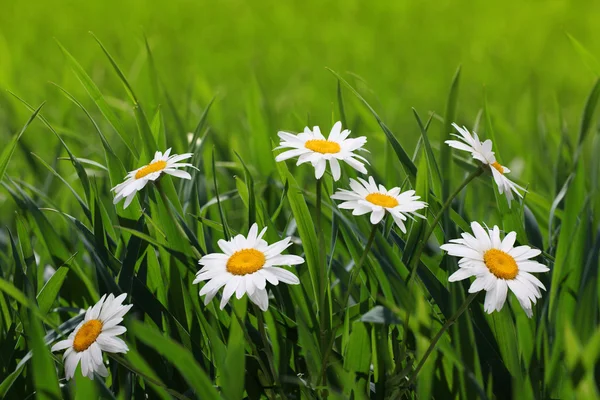 Chamomile flower in grass — Stockfoto