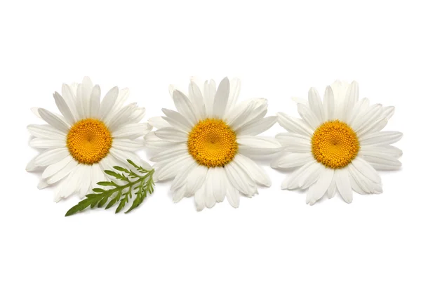 Kwiat rumianku na białym tle — Zdjęcie stockowe