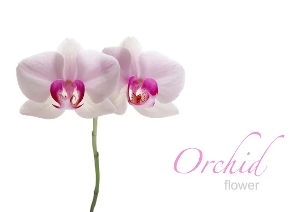 Flori de orhidee — Fotografie, imagine de stoc