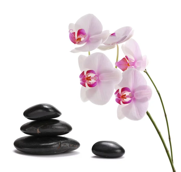 Flor de orquídea e pedras — Fotografia de Stock