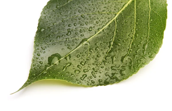 Su damlalı yeşil yaprak — Stok fotoğraf
