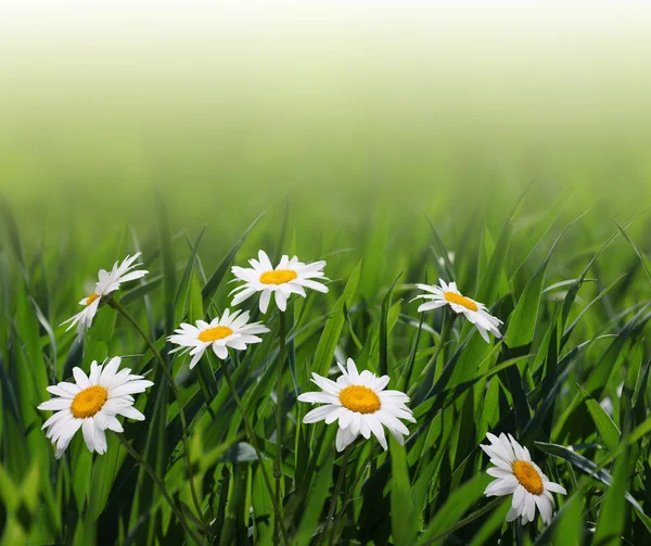 Chamomile flower in grass — Stok fotoğraf