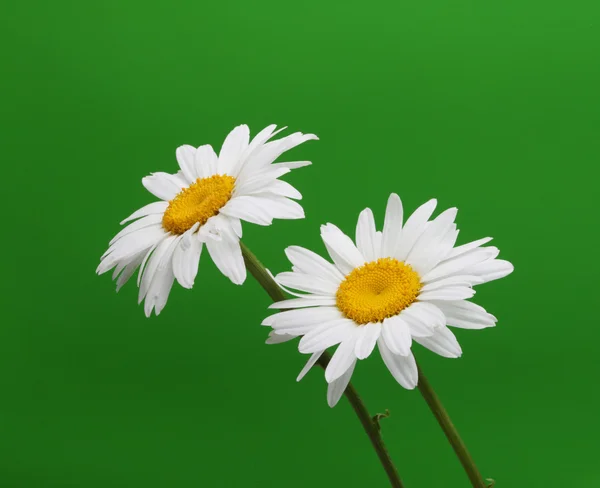Kamilla virág, zöld — Stock Fotó