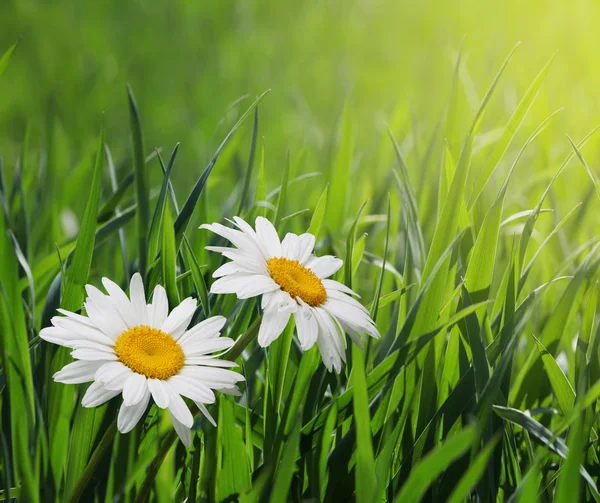 Flor de camomila na grama verde — Fotografia de Stock