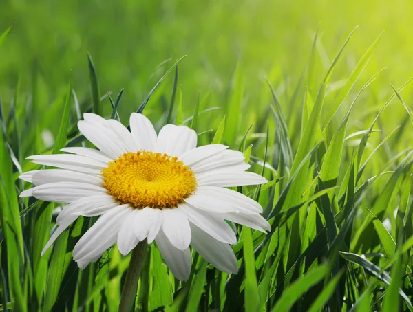 Flor de camomila na grama — Fotografia de Stock