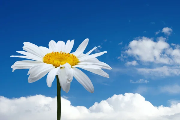 Chamomile flower under blue sky — Stock Photo, Image