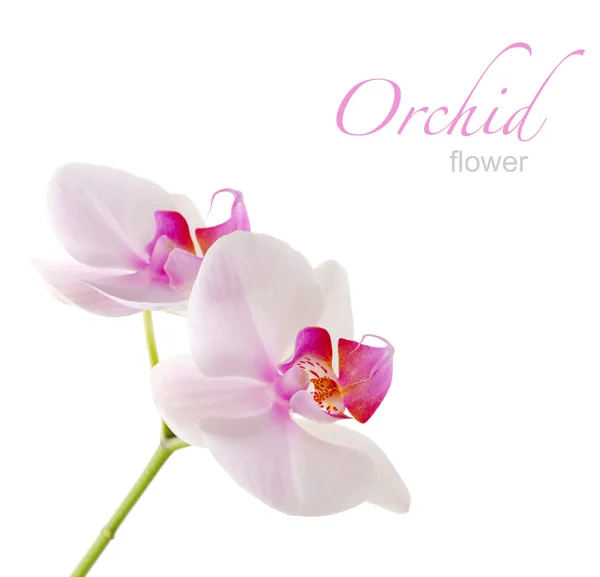 Orchid flower card — Stock Photo, Image