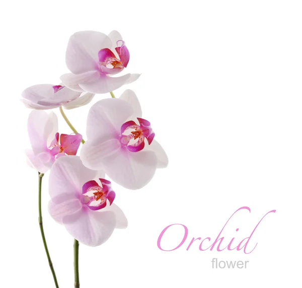 Orchidej květina karta — Stock fotografie