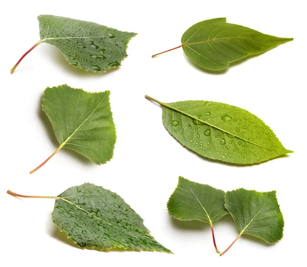 Набор зеленых листьев, изолированных на белом — стоковое фото