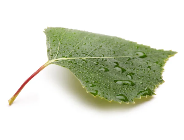Frunze verzi cu picături de apă — Fotografie, imagine de stoc