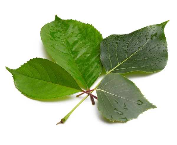 Συλλογή πράσινο φύλλα με σταγόνες νερό — Φωτογραφία Αρχείου