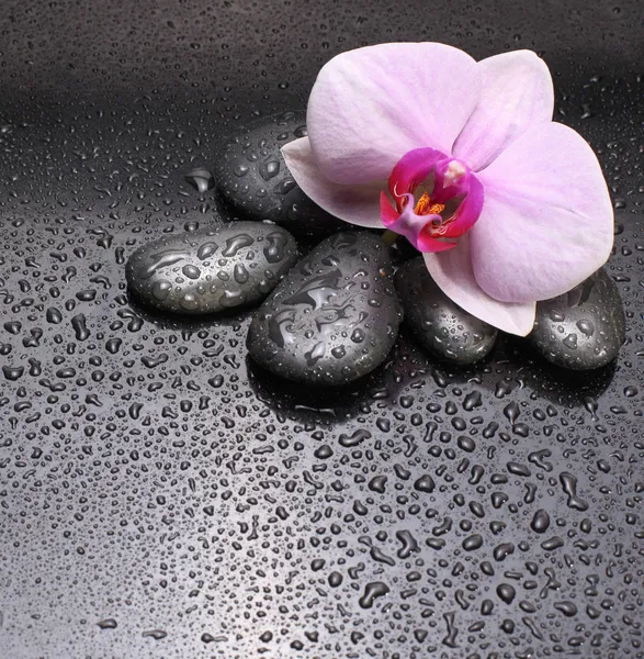 Schwarze Steine und Blume — Stockfoto