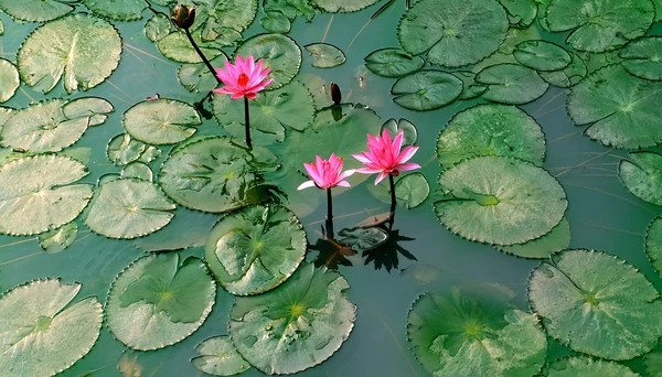 Rybník s lily květina — Stock fotografie