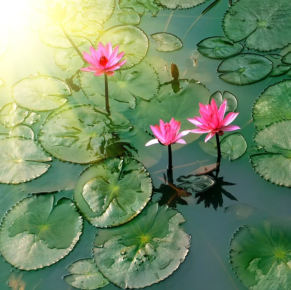 Teich mit Lilienblüte — Stockfoto