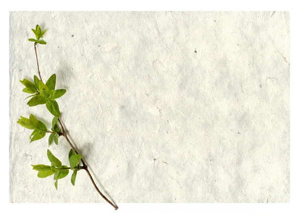 Branche verte avec feuille et fond texturé — Photo